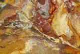 Polished Stromatolite (Conophyton) Fossil - Australia #180196-1
